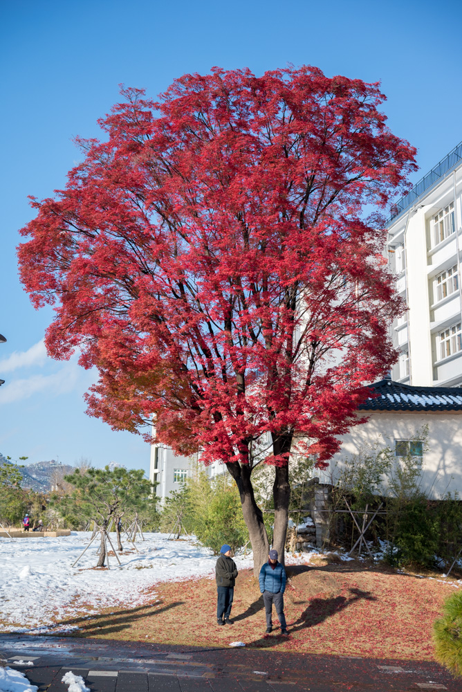 종로의 설경 송현공원 단풍