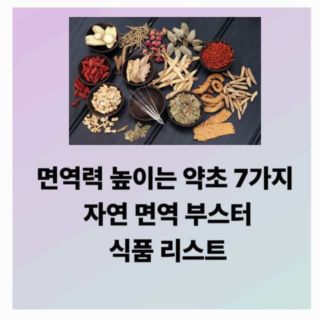 면역력 높이는 약초 7가지, 자연 면역 부스터 식품 리스트