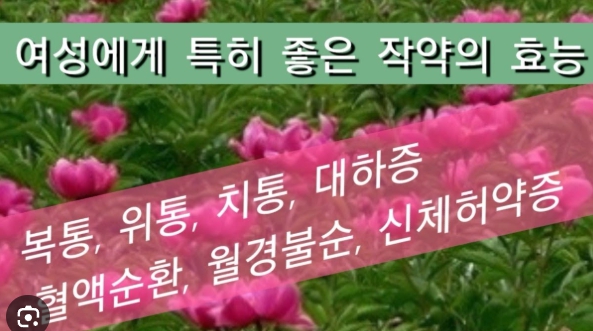 작약효능 총정리