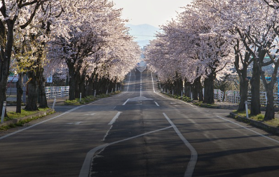 벚꽃과 함께하는 감성 드라이브 &ndash; 도로별 특징 비교