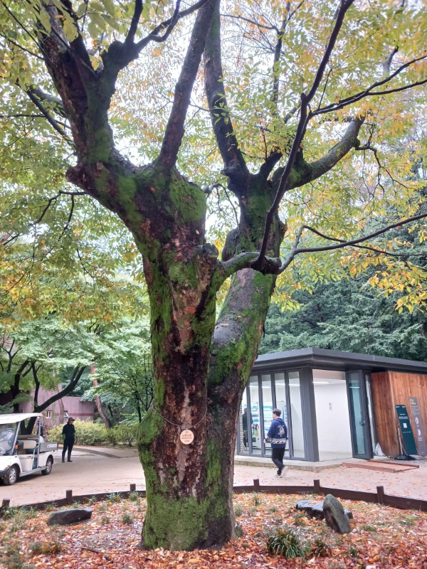 후원 부용지 부근 느티나무