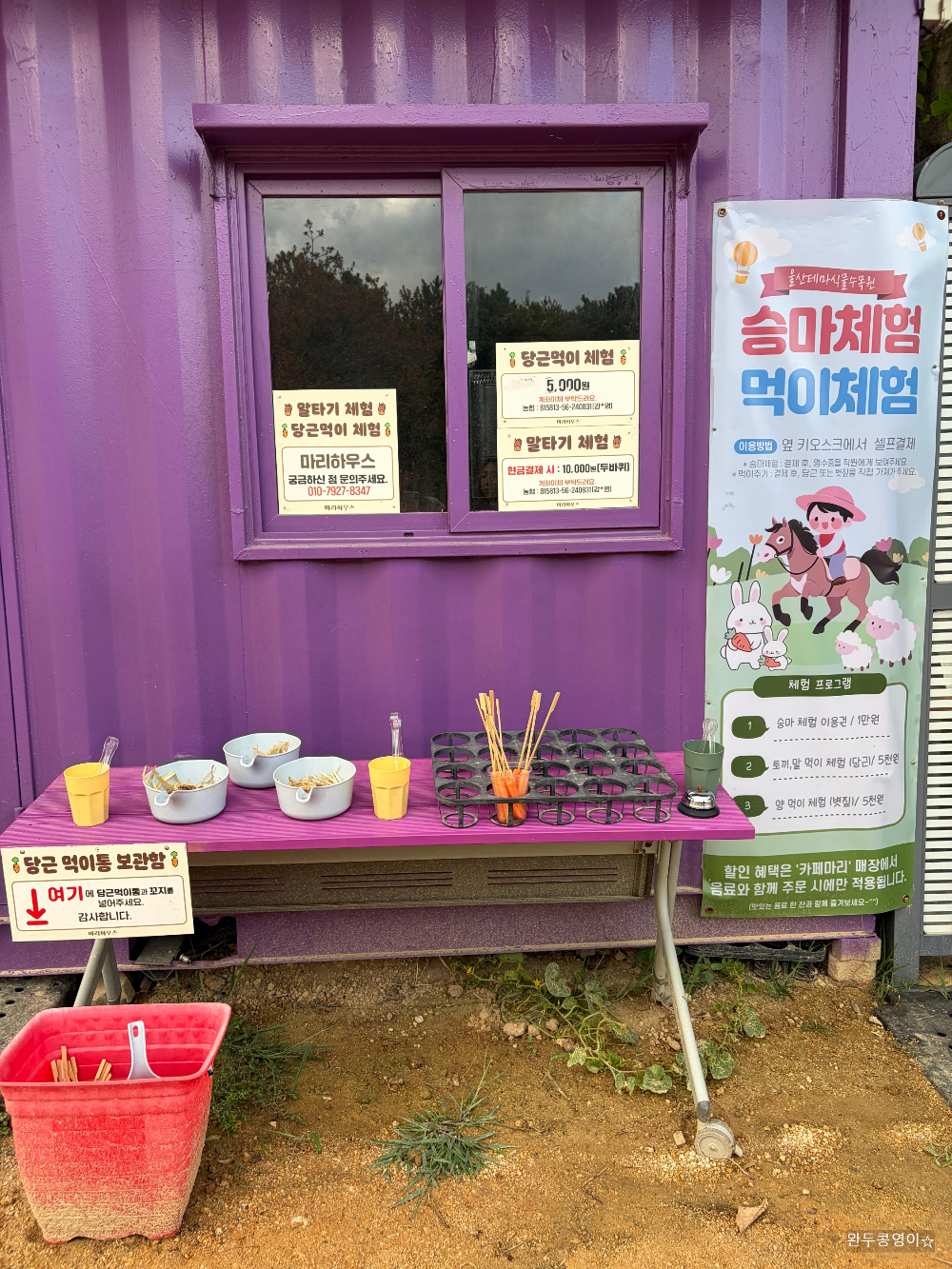 승마체험 먹이체험 안내와 당근먹이 모습