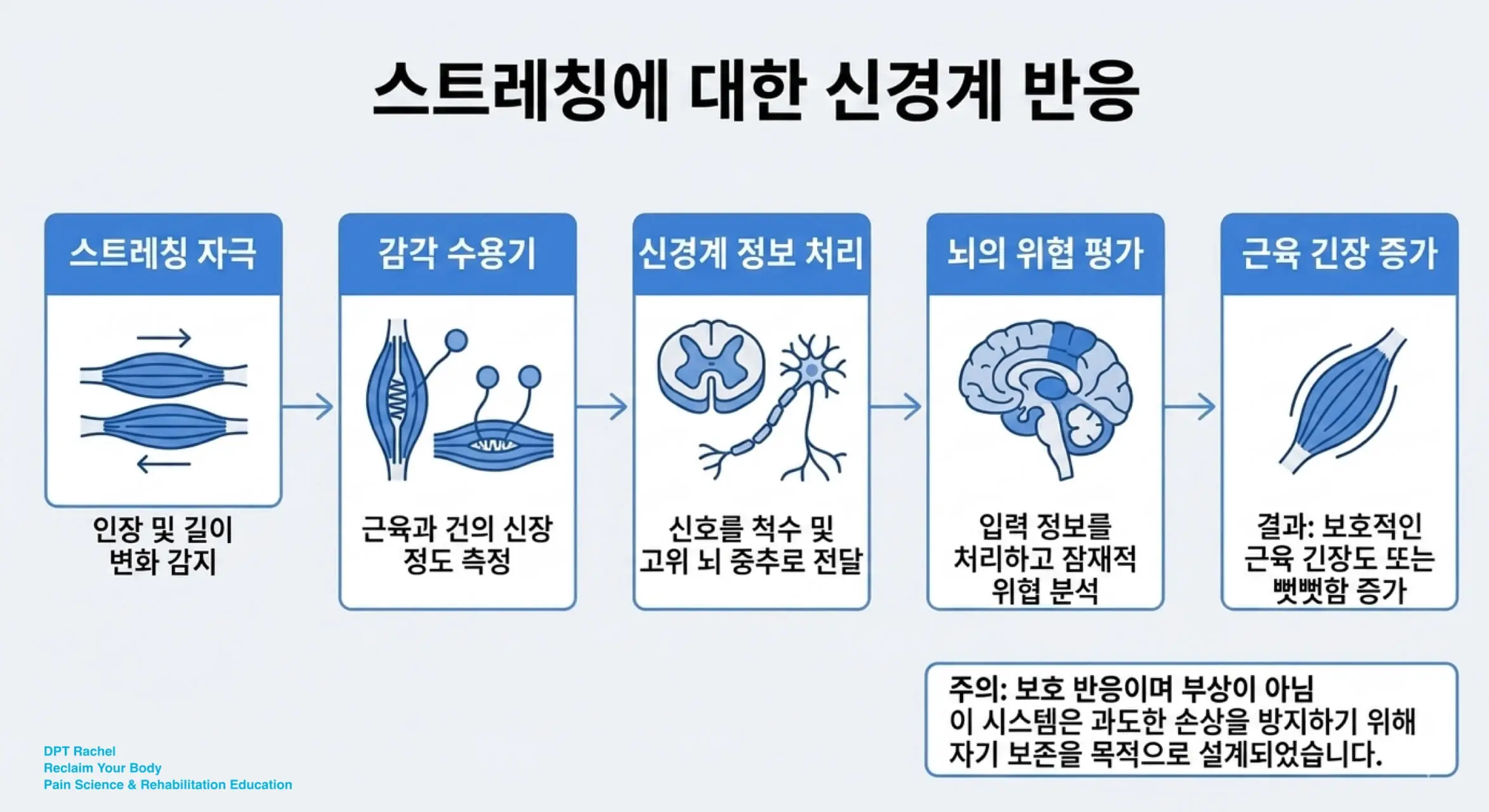 스트레칭과 뻣뻣함 증가 사이의 신경계 보호 반응 메커니즘 설명