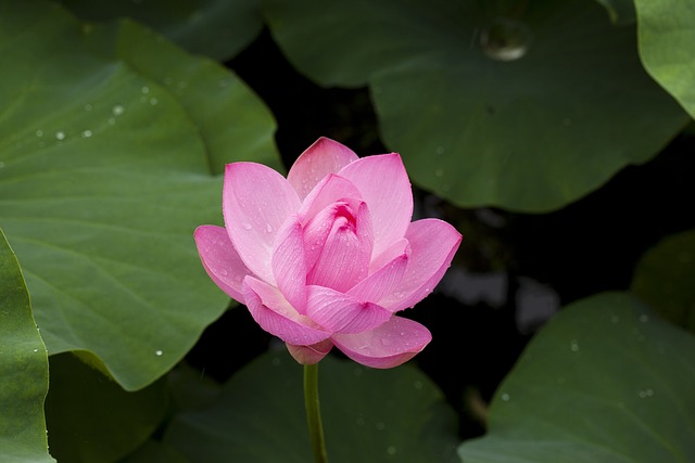 연꽃