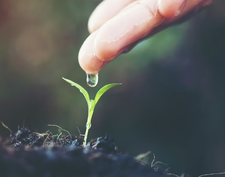 아보카도 키우기, 키우는 방법 - 물발아법