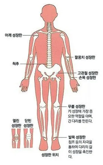 성장판 닫혀도 키 클 수 있는 방법과 성장 호르몬 시기_11