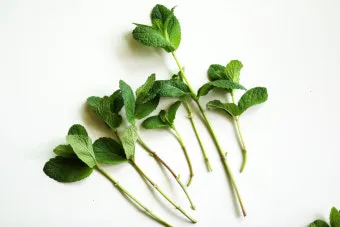 애플민트 재배 번식 빠름 물주기 요령 잎 수확_4