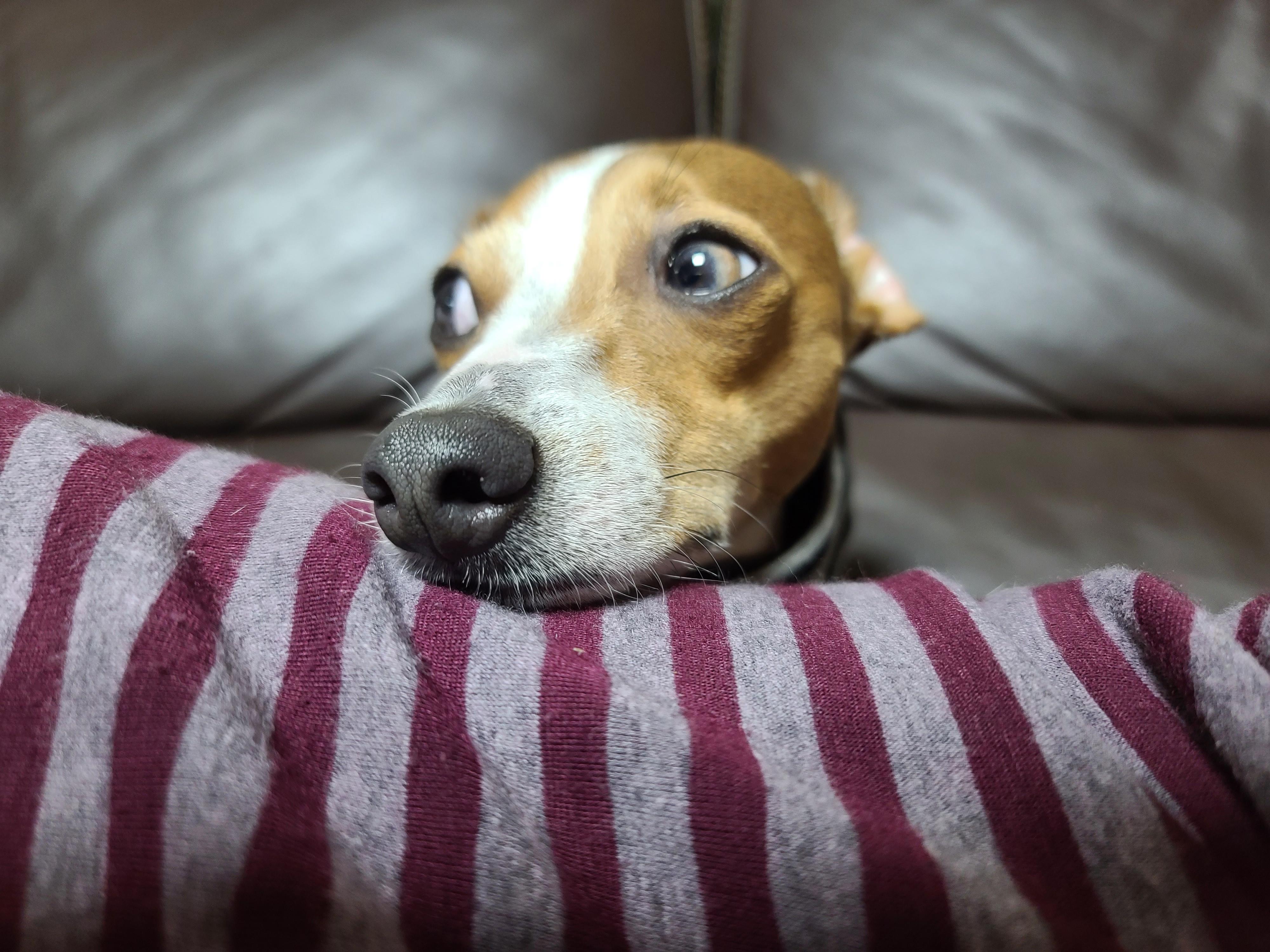 나는 강아지 조카들이 있다. 쏭! 팽!