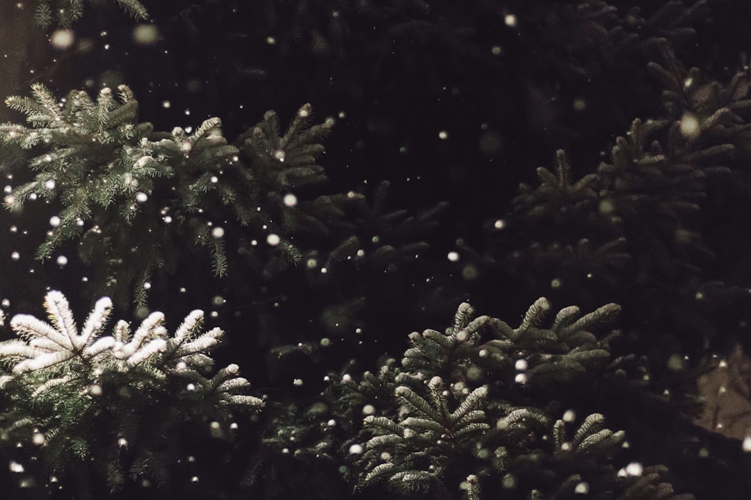 Pine