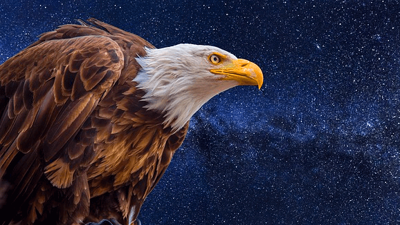 별이 빌차는 밤하늘을 배경으로 갈색 털을 가진 흰머리 독수리가 앉아있는 옆모습이다.