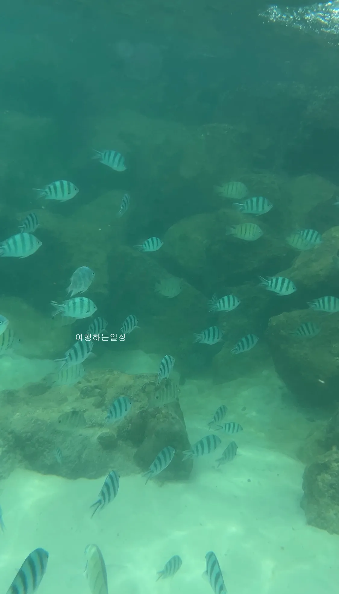 10월-부모님-모시고-나트랑-여행-아미아나리조트-프라이빗비치-스노클링-추천,물고기-먹이,수영복-꿀팁