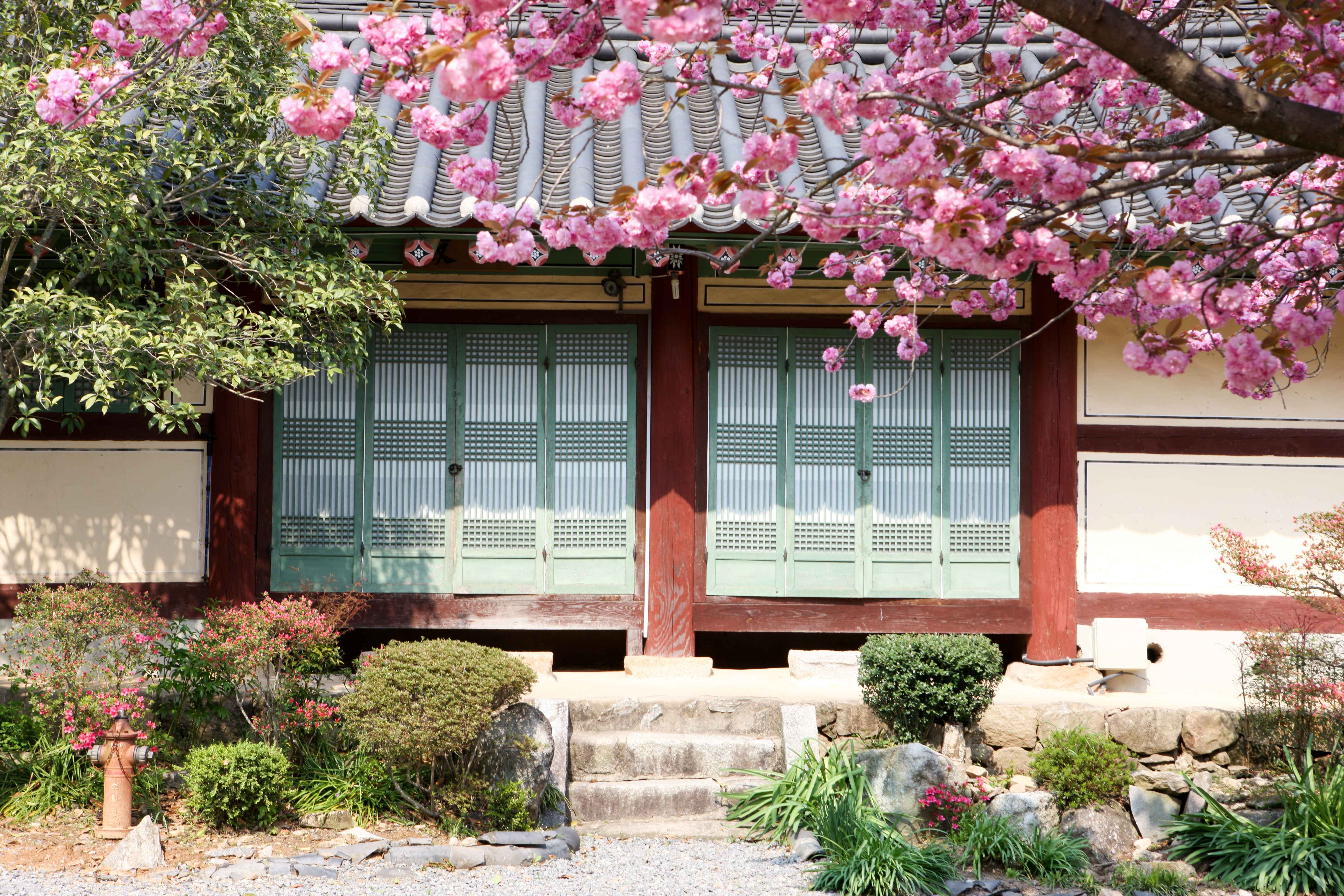 순천 선암사 겹벚꽃