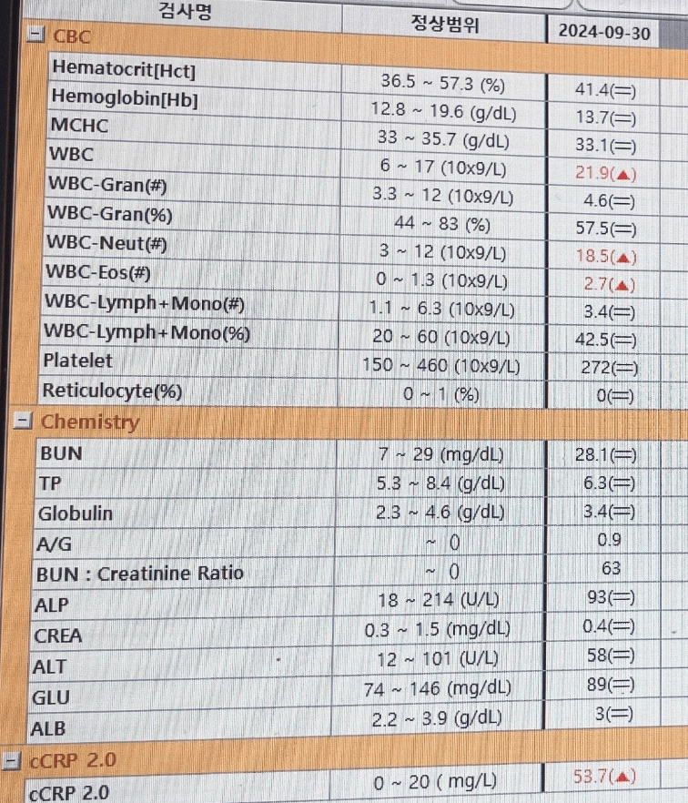 현대해상 펫보험 받은 후기