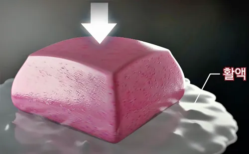 무릎 연골의 기능, 탄성으로 회복하는 모습