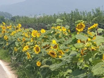 해바라기길 산책 시간 그늘 벤치 위치 휴식 포인트_25