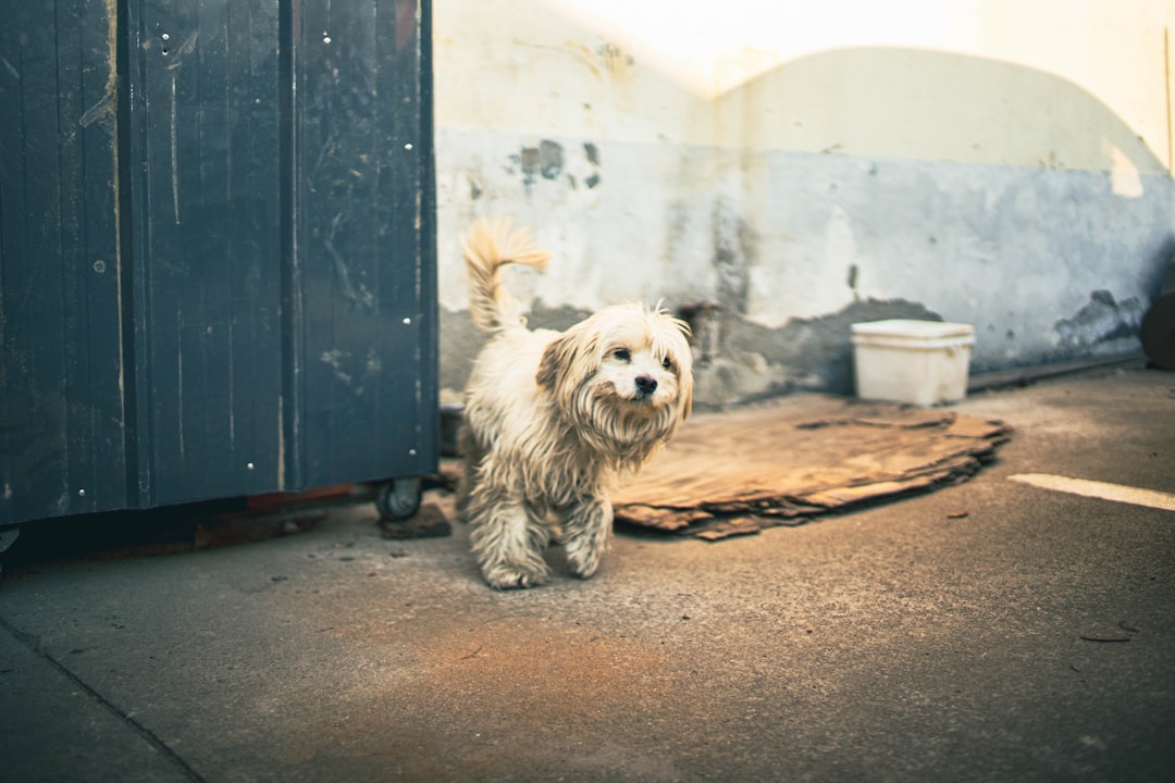 15년 헌신, 울산 유기견 보호소 폐쇄 위기