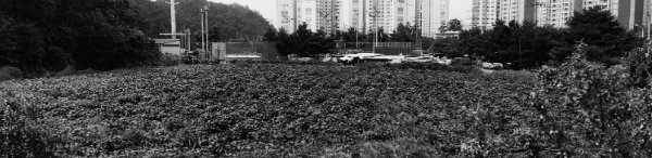 서리태 파종시기: 서리태 심는시기