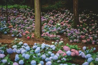 보성 가볼만한곳 베스트10 현지인 추천 필수코스_12