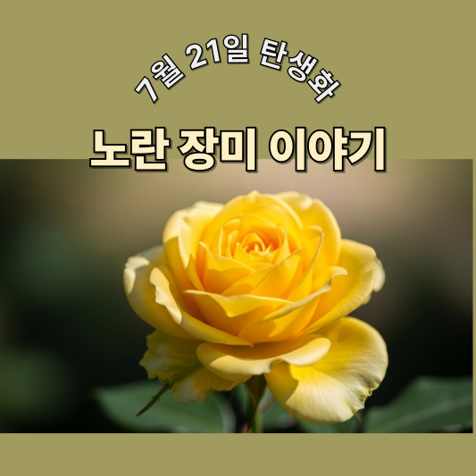 7월 21일 탄생화, 노란 장미