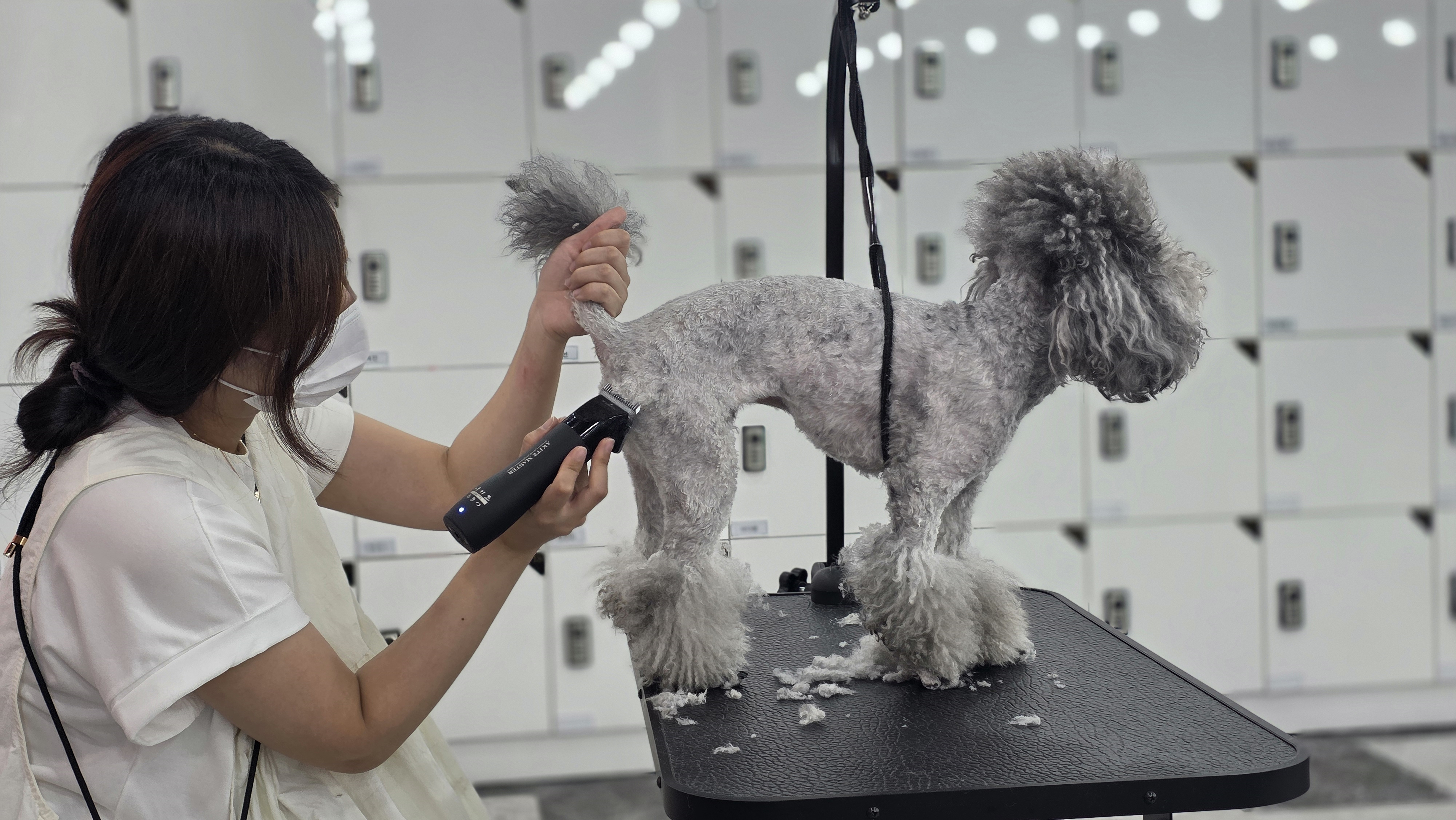 대전 유성구애견미용학원