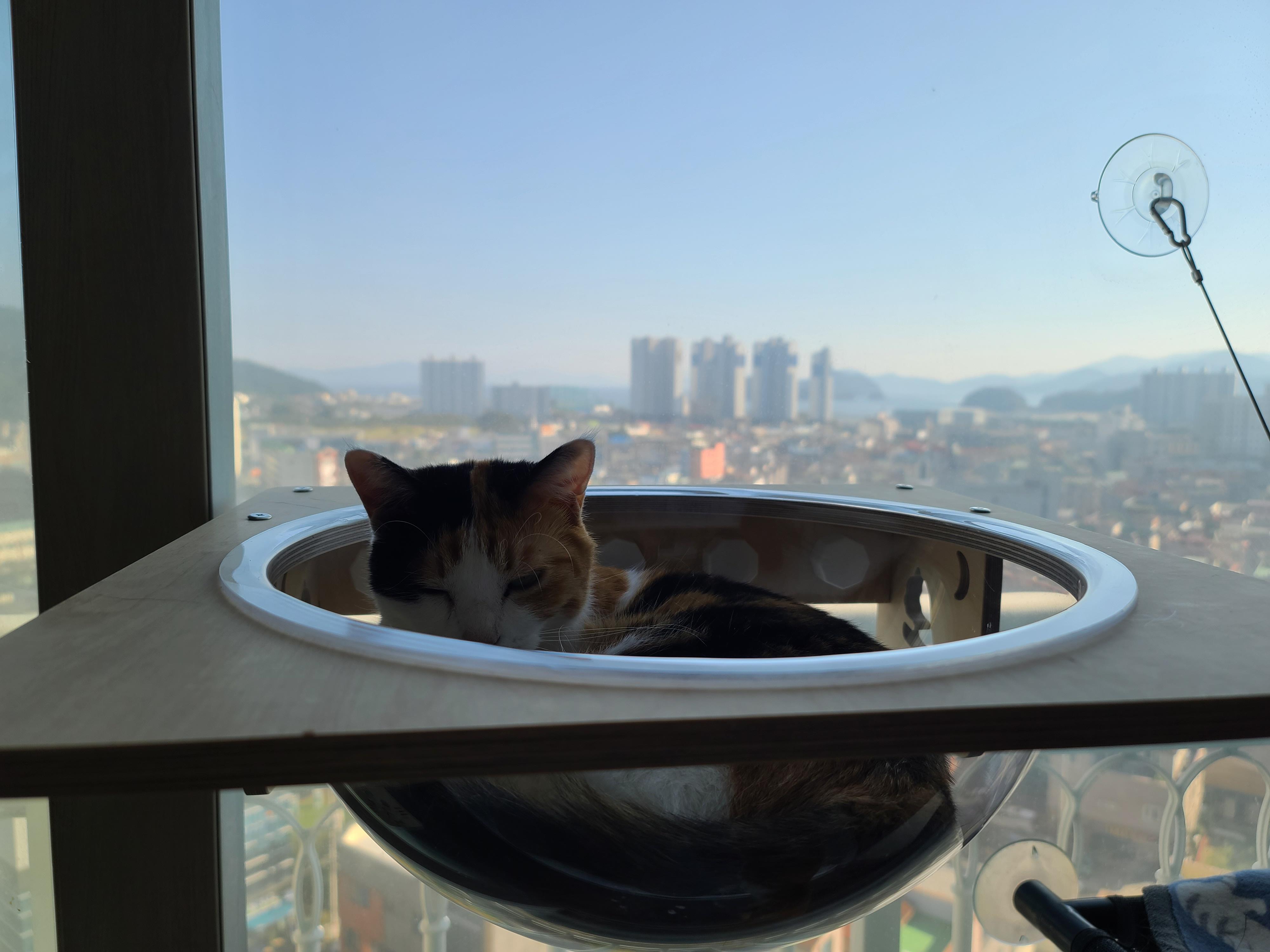 카메라가 깨지기 전 투명캣볼에서 그루밍하는 요미 사진과 영상.