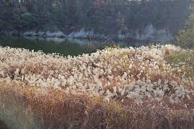 대청호반길 단풍 명소