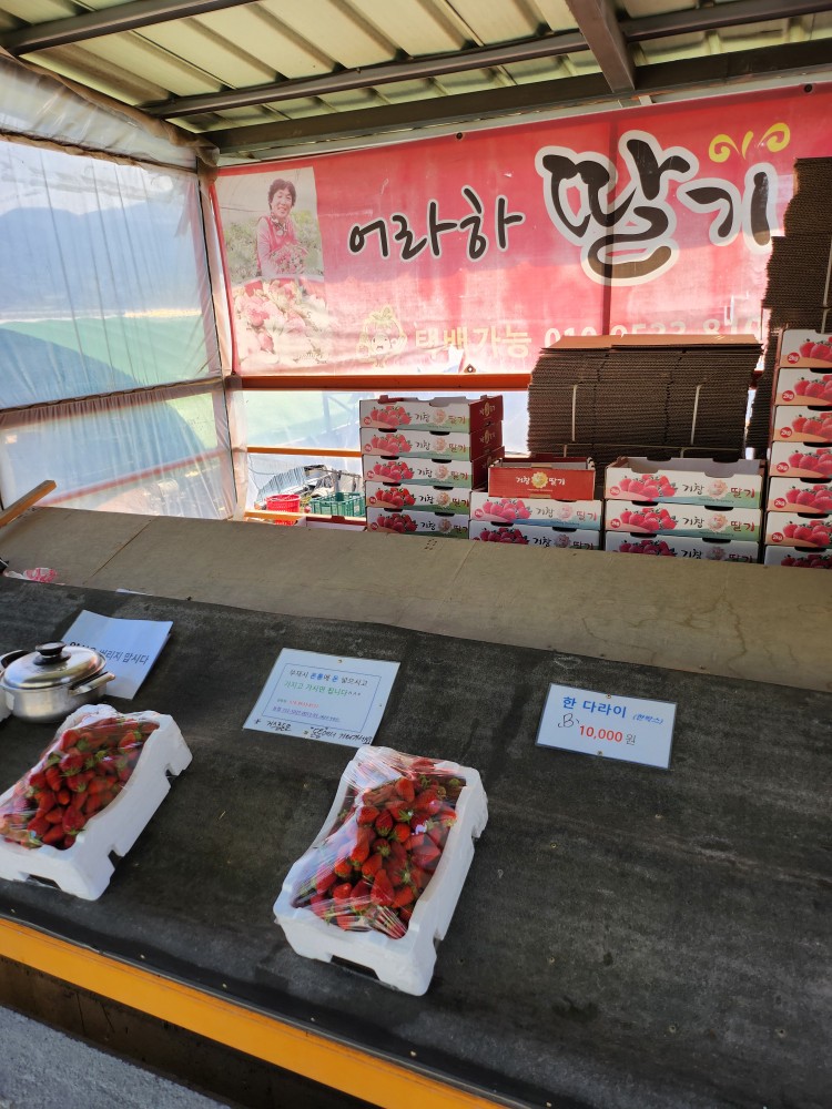 어라하 딸기 가판대