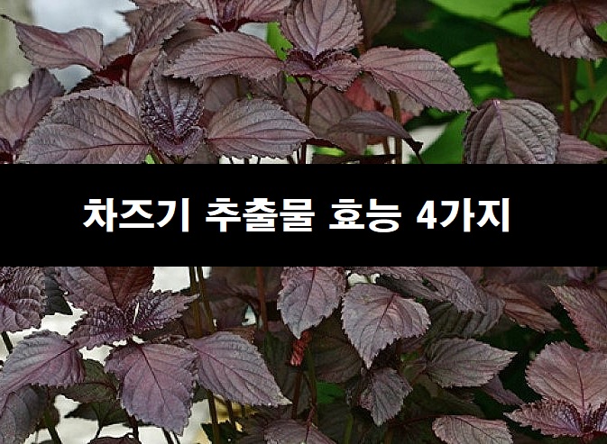 차즈기 추출물 효능