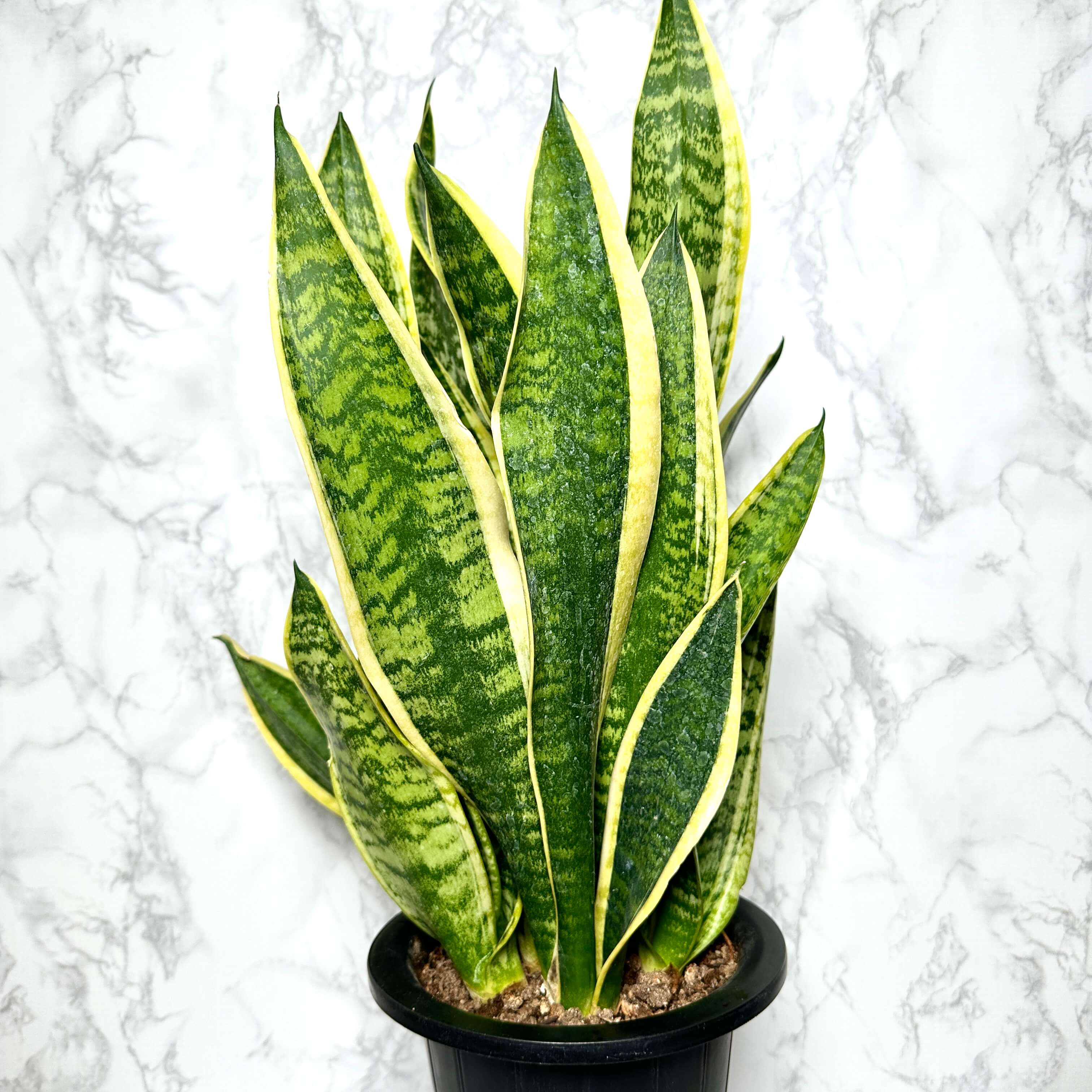 산세베리아 키우기