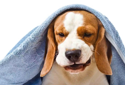 토했을 것 같은 개.