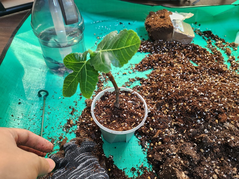 더 작은 화분으로 분갈이