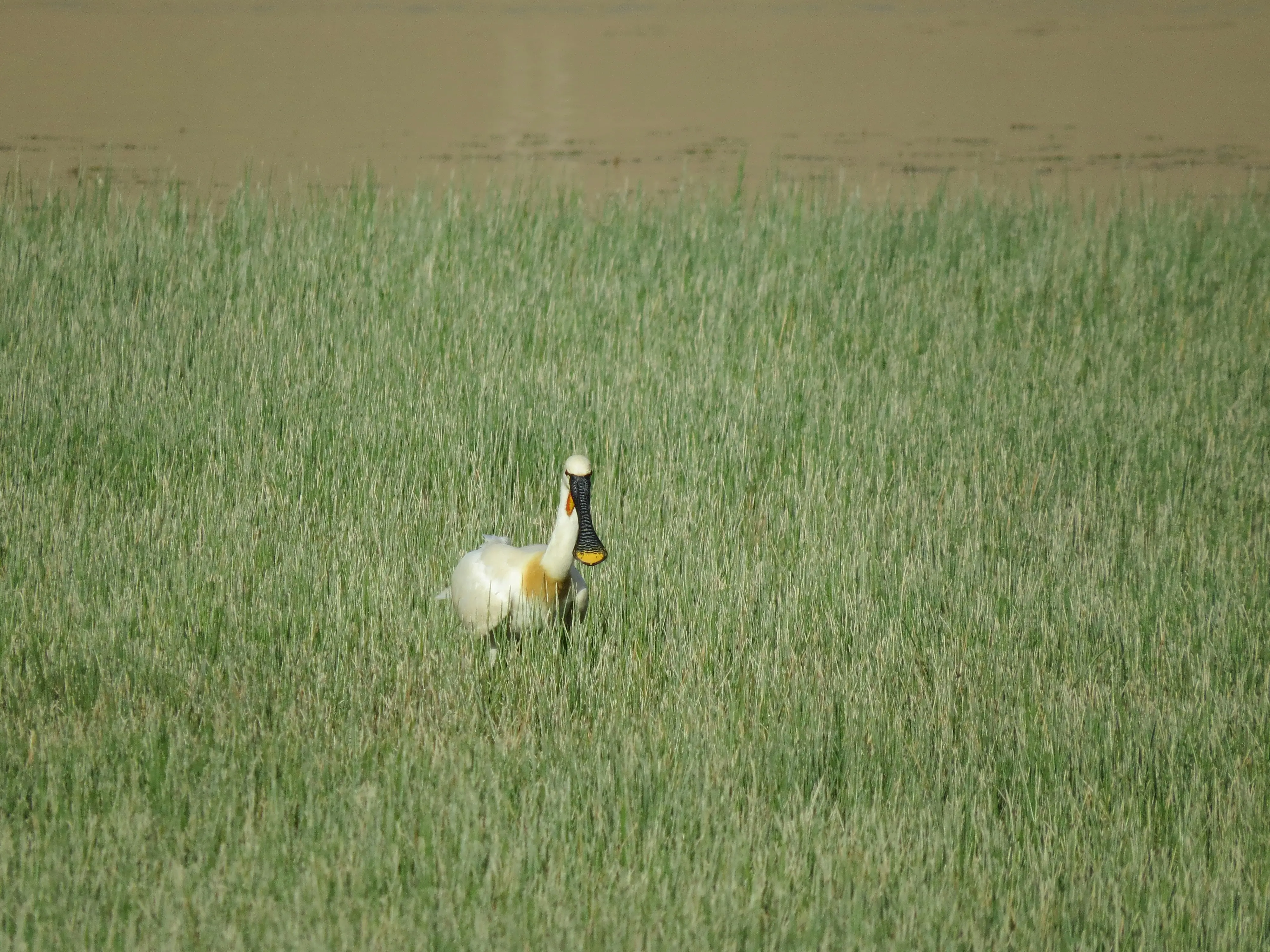 낮은 지대의 습한 풀 지역에서 관찰된 저어새