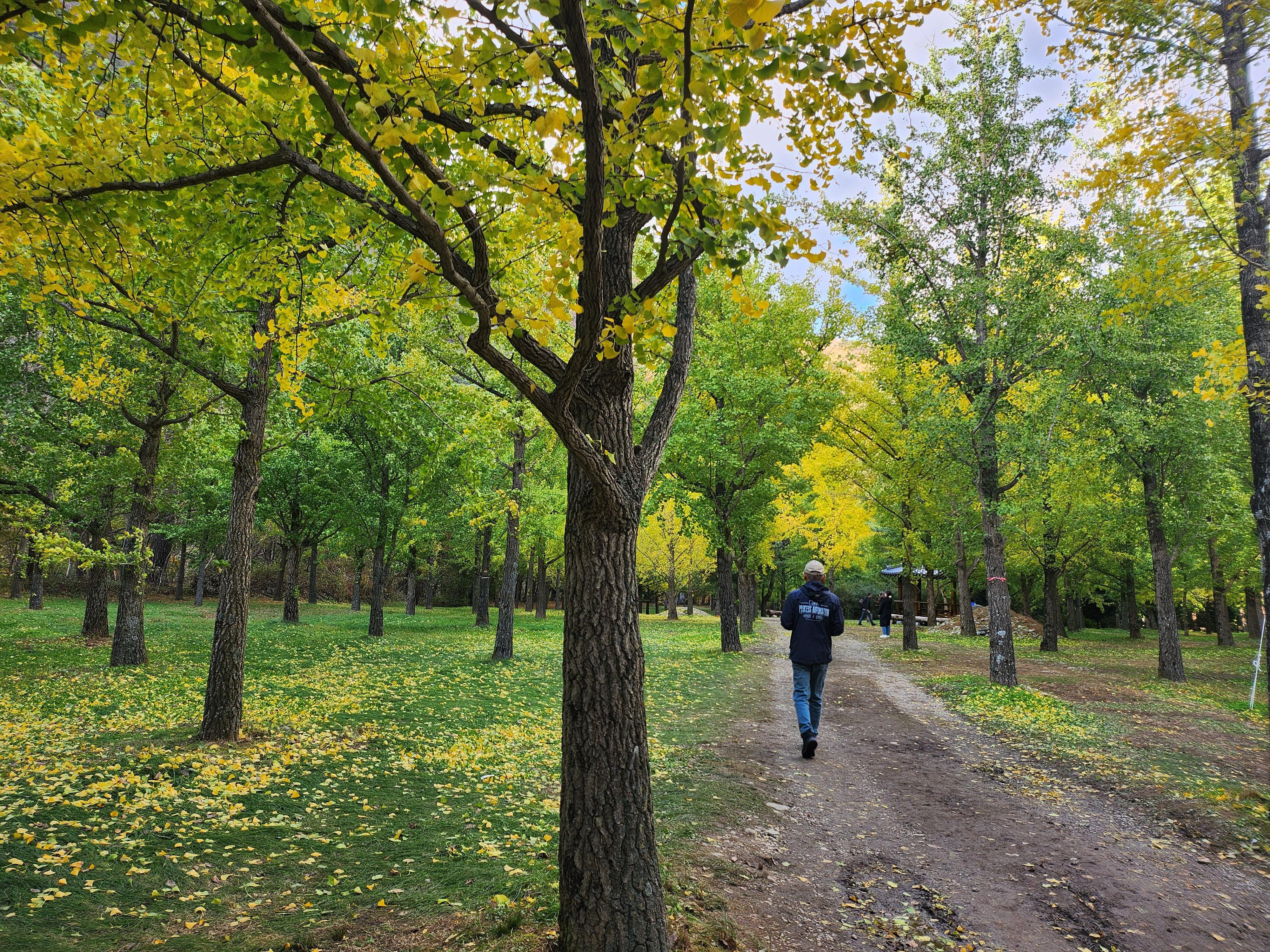 은행나무숲