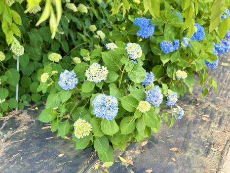 유구색동수국정원 수국축제