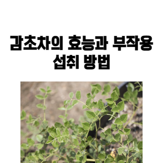감초차의 효능과 부작용, 섭취 방법
