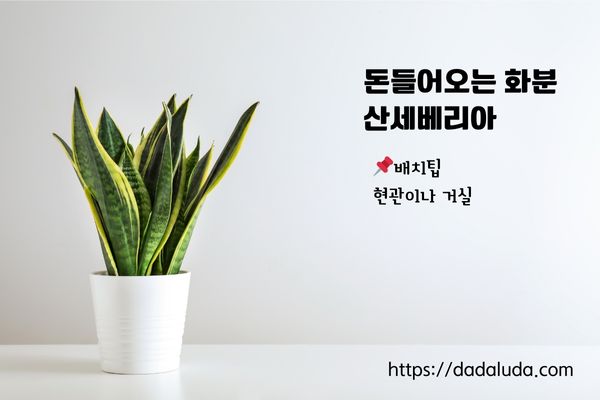 돈들어오는 화분 10가지 배치팁