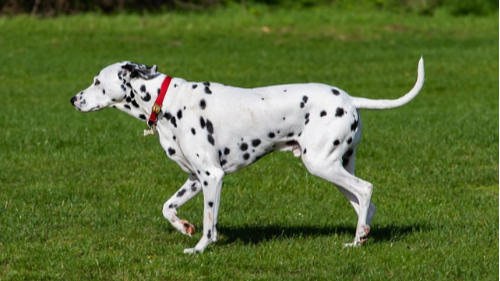 달마시안(Dalmatian) 이미지