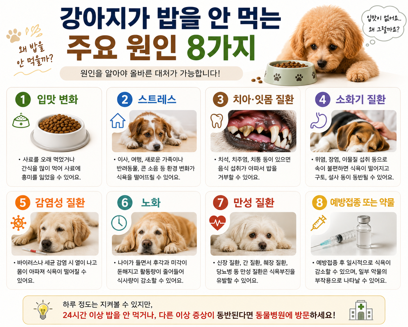 강아지가 밥을 안 먹는 주요 원인 8가지 비교 이미지