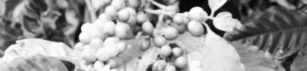 커피나무 키우는법: 햇빛