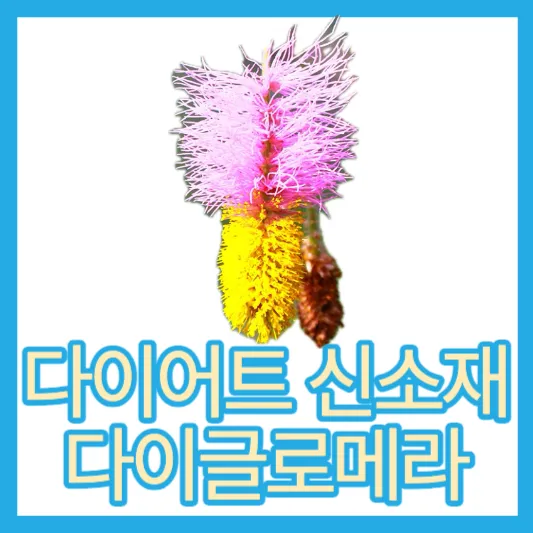 다이글로메라 효능 다이어트 신소재 성분 다이글로메라&#44; 제품 선택방법