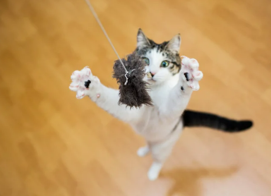 고양이 갑상선 기능 항진증 원인, 증상, 수치 및 관리법 총정리