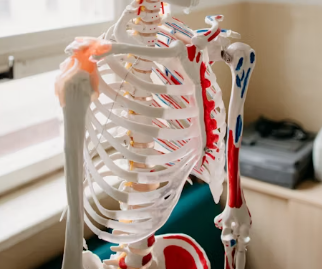 콘드로이친 효능 복용법 시간 부작용