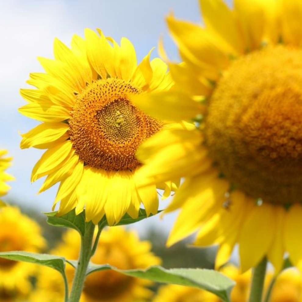 파주 해바라기 축제