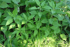 돼지감자 효능07