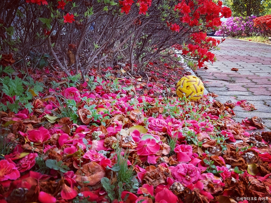 세팍타크로 라이프