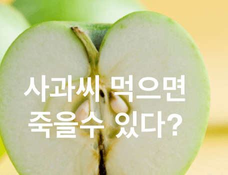 사과씨 사진
