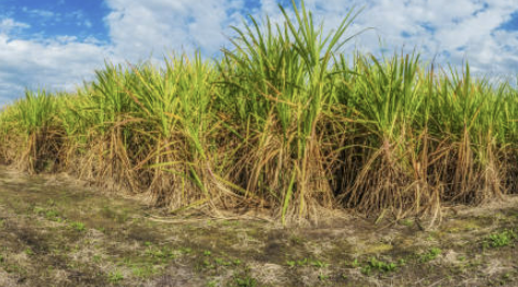 폴리코사놀의효능