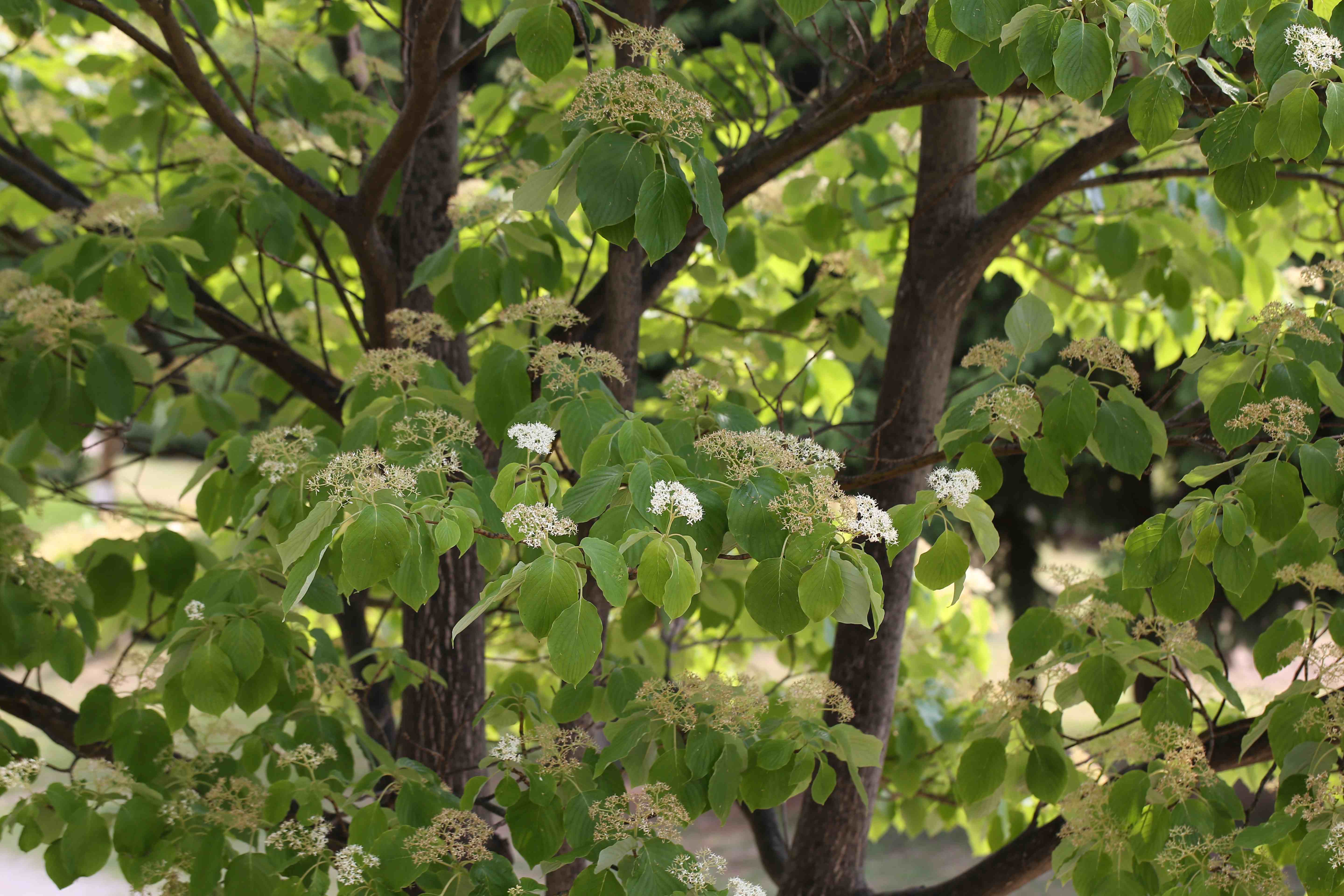 층층나무(Cornus controversa): 층층나무는 나뭇가지가 수평으로 층을 이루며 자라는 독특한 형태의 낙엽성 활엽수이다. 여름에는 흰색 꽃이 피며, 가을에는 붉은 열매가 맺힌다. 공원이나 정원수로 많이 식재되며, 독특한 가지 형태로 관상 가치가 높다.