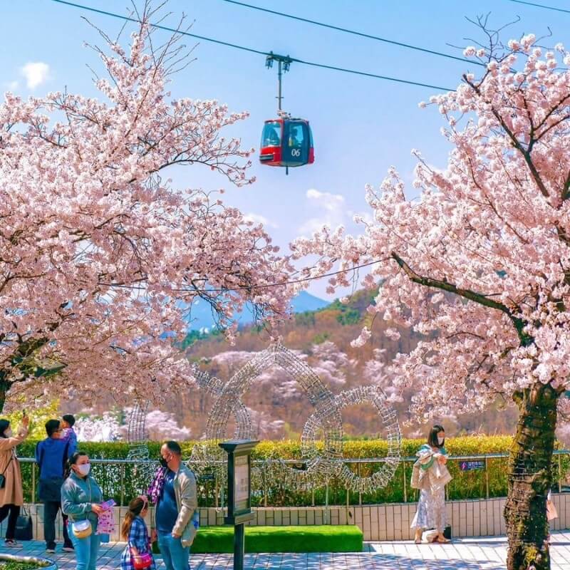 2024년 벚꽃 개화시기/ 지역별 명소