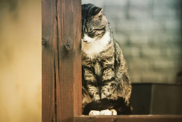고양이 우울증과 무기력증 증상_4